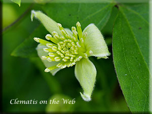 Clematis photograph