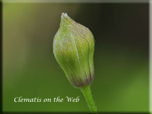 Clematis photograph