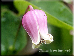 Clematis photograph