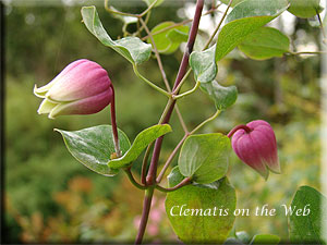 Clematis photograph