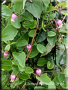 Clematis photograph