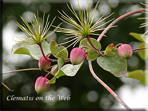 Clematis photograph