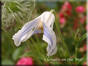 Clematis photograph