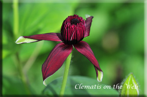 Clematis photograph