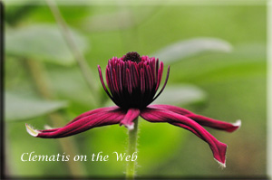 Clematis photograph