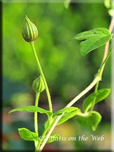 Clematis photograph