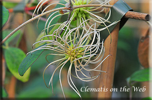 Clematis photograph