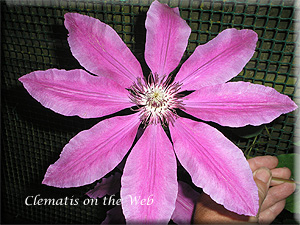 Clematis photograph