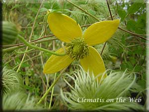 Clematis photograph