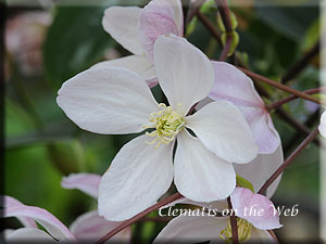 Clematis photograph