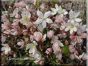 Clematis photograph