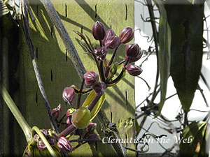 Clematis photograph