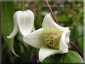 Clematis photograph