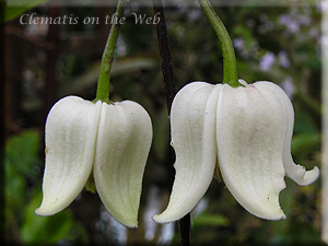 Clematis photograph