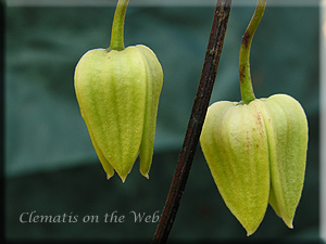 Clematis photograph