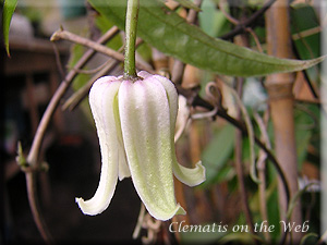 Clematis photograph