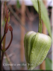 Clematis photograph