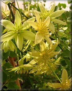 Clematis photograph