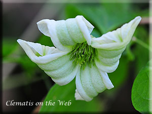 Clematis photograph