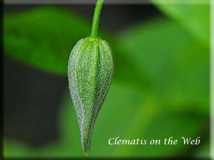 Clematis photograph