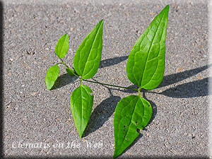 Clematis photograph