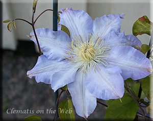 Clematis photograph