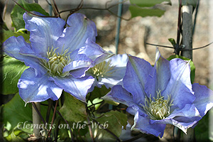 Clematis photograph