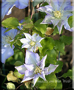 Clematis photograph