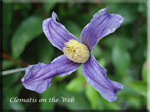 Clematis photograph