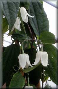 Clematis photograph