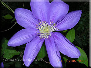 Clematis photograph