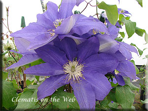 Clematis photograph