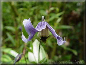 Clematis photograph