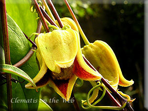 Clematis photograph