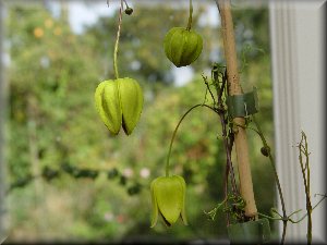 Clematis photograph