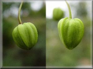 Clematis photograph