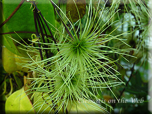 Clematis photograph