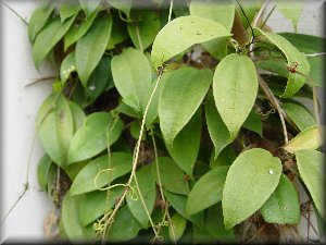 Clematis photograph