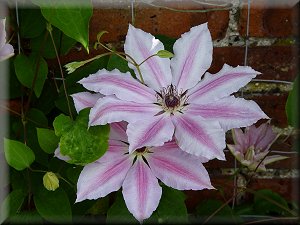 Clematis photograph