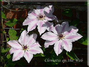 Clematis photograph