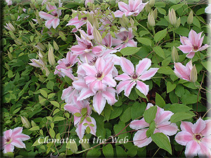 Clematis photograph