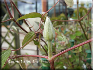 Clematis photograph