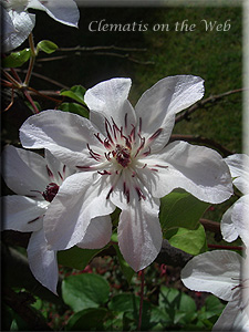 Clematis photograph