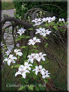 Clematis photograph