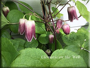 Clematis photograph