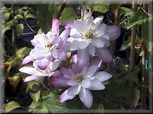 Clematis photograph