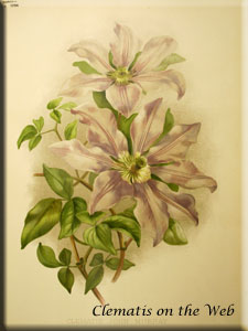 Clematis photograph