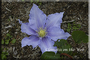 Clematis photograph