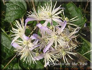 Clematis photograph