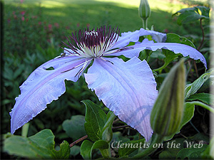 Clematis photograph